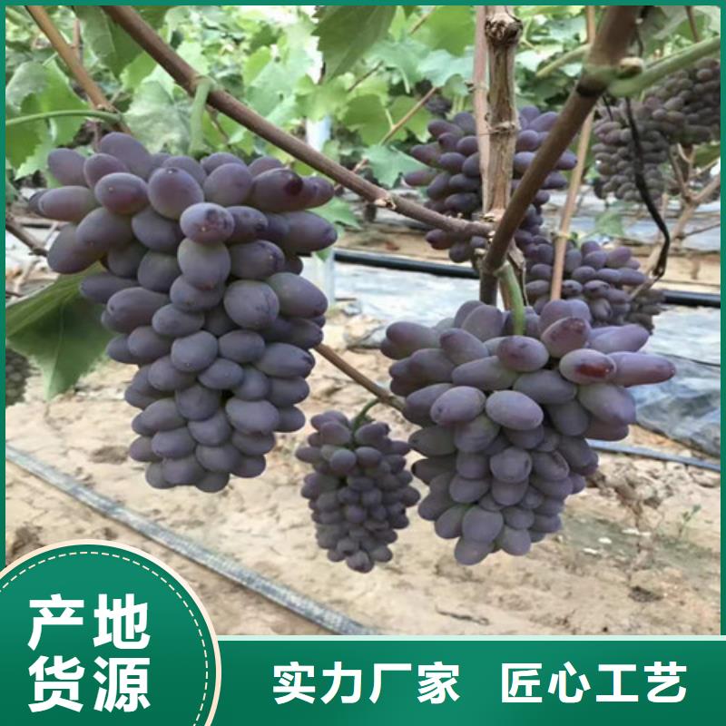 随州黑色甜菜葡萄树苗