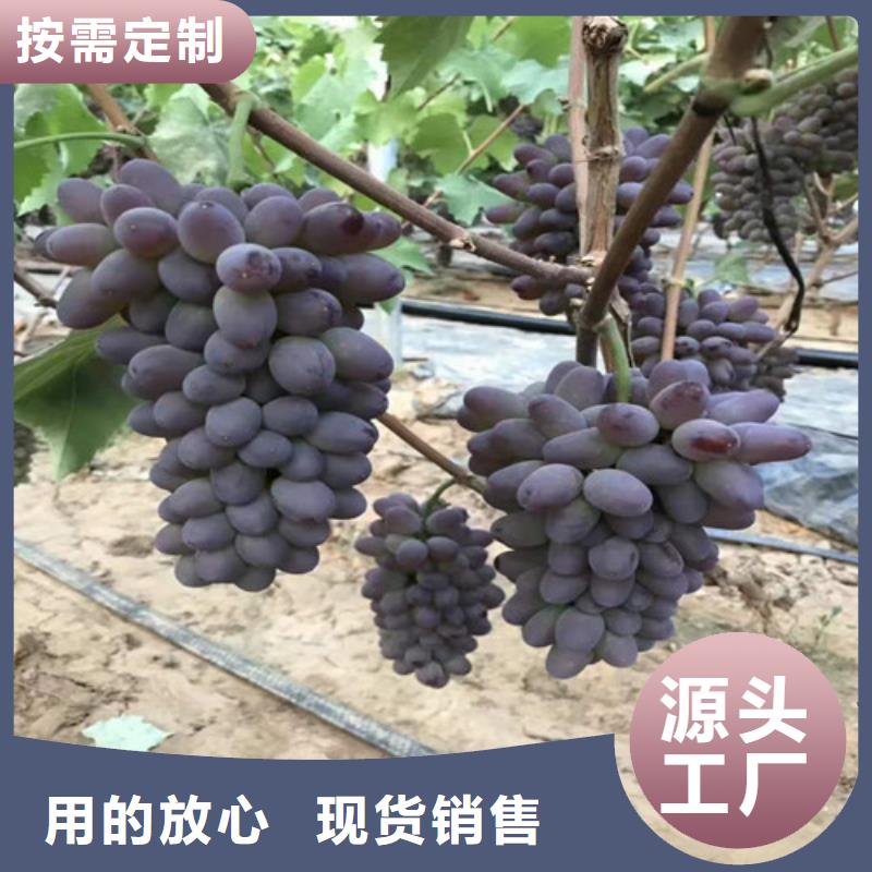 无锡黑芭拉多葡萄树苗