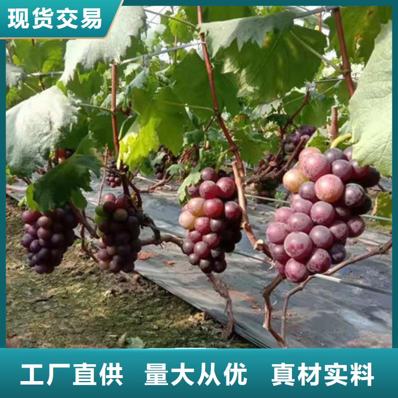 邵阳醉金香葡萄树苗