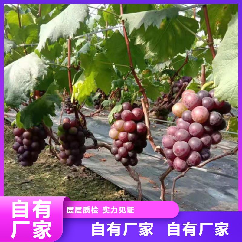 夏黑无核葡萄苗苗木经销处