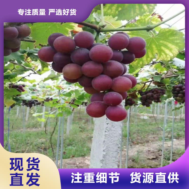 【葡萄大棚草莓苗实力优品】