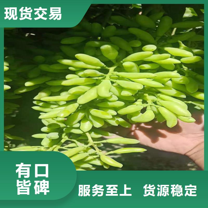 遂宁摩尔多瓦葡萄树苗种植季节