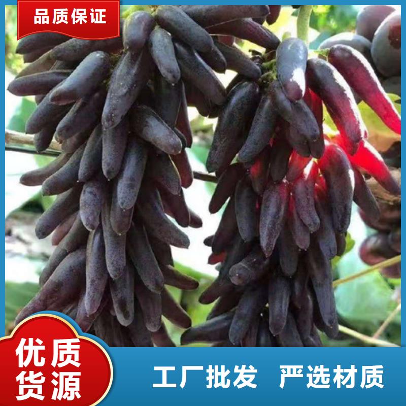 凉山黑色甜菜葡萄树苗种植方法