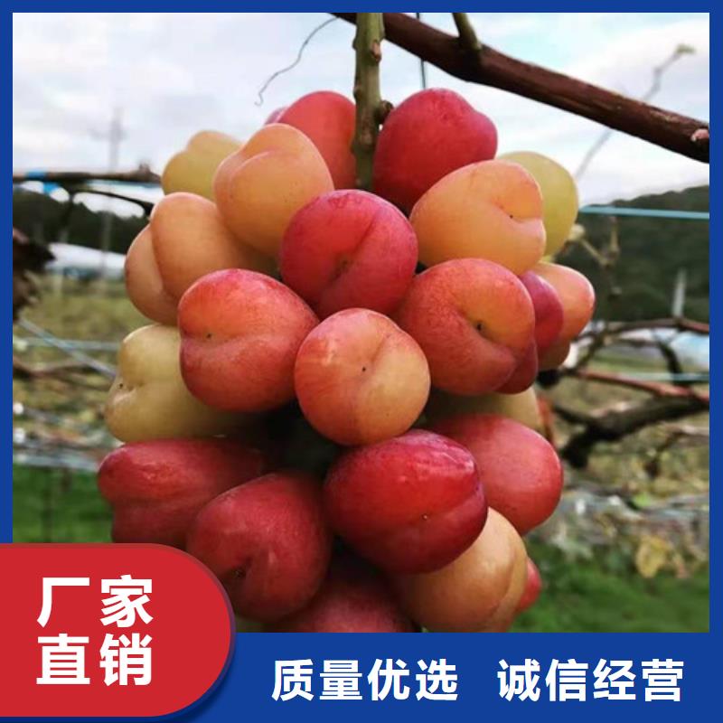 杭州酿酒品种葡萄树苗电商