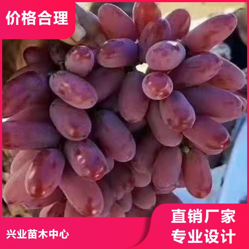 湖南省郴州市葡萄树苗