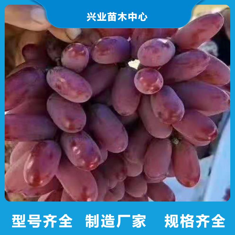 晋城黑芭拉多葡萄树苗-兴业苗木中心-产品视频