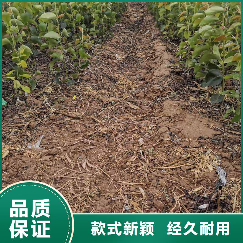 阜阳秋月梨种植苗一亩地需要多少株