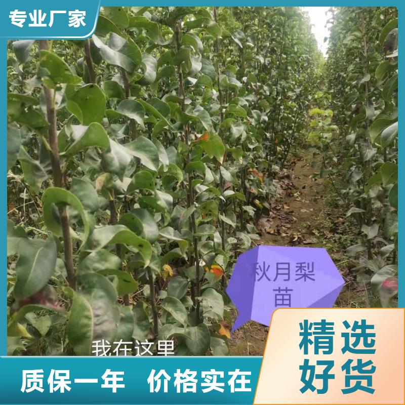 大理秋月梨树苗质优价廉