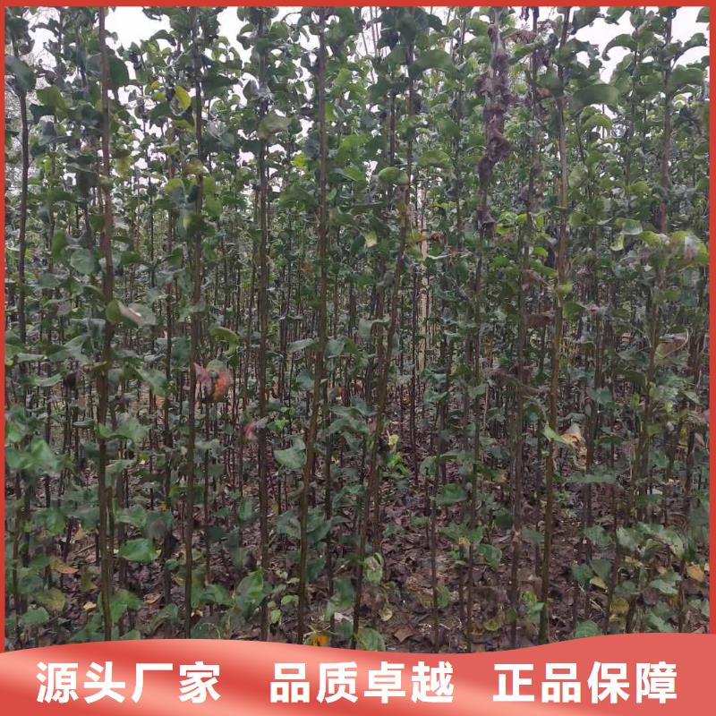 广西秋月梨种植苗量大从优