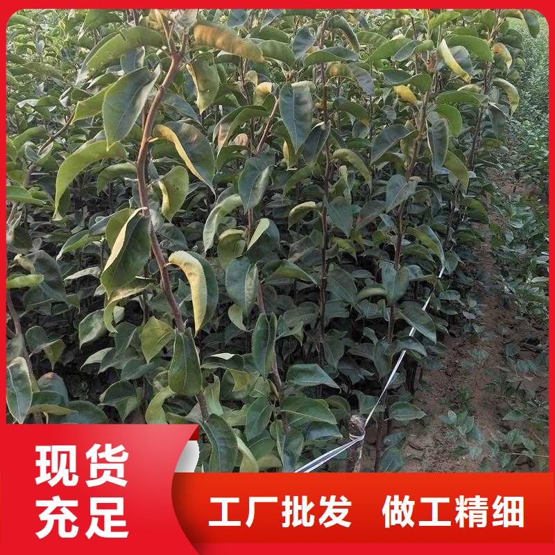 广东秋月梨种植苗质优价廉