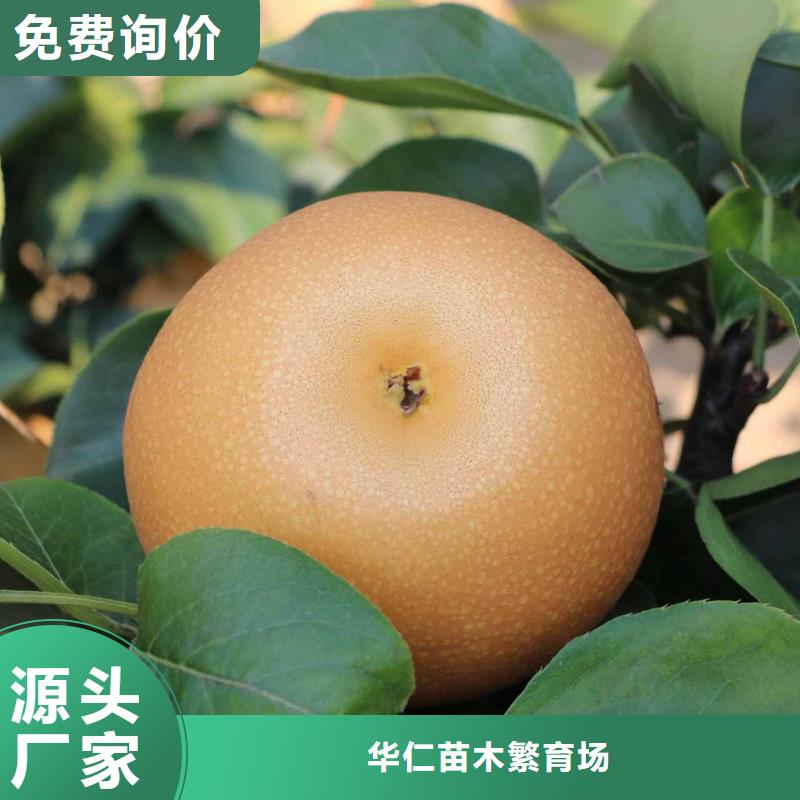 桂林秋月梨苗高产品种