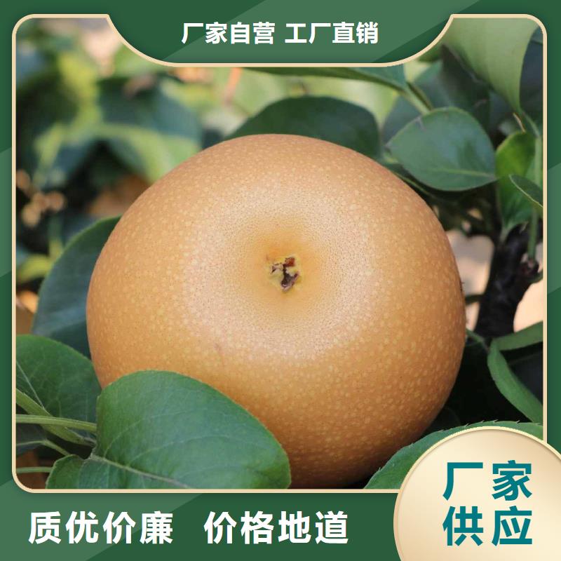 台湾秋月梨树苗哪里有卖的
