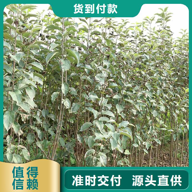 芜湖秋月梨苗种植基地