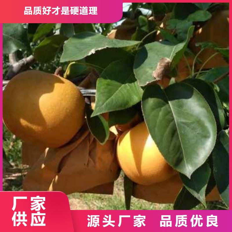 (华仁)许昌秋月梨种植苗品种
