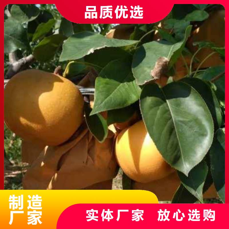 桂林秋月梨苗高产品种