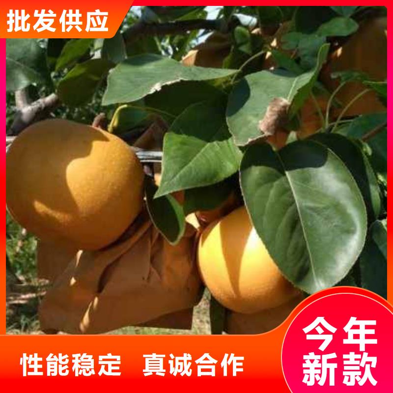 安徽秋月梨苗新品种