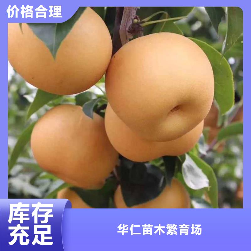 玉林秋月梨树苗种植方法