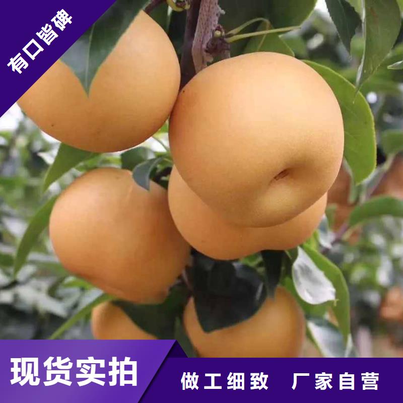 广东秋月梨树苗哪里的数量大