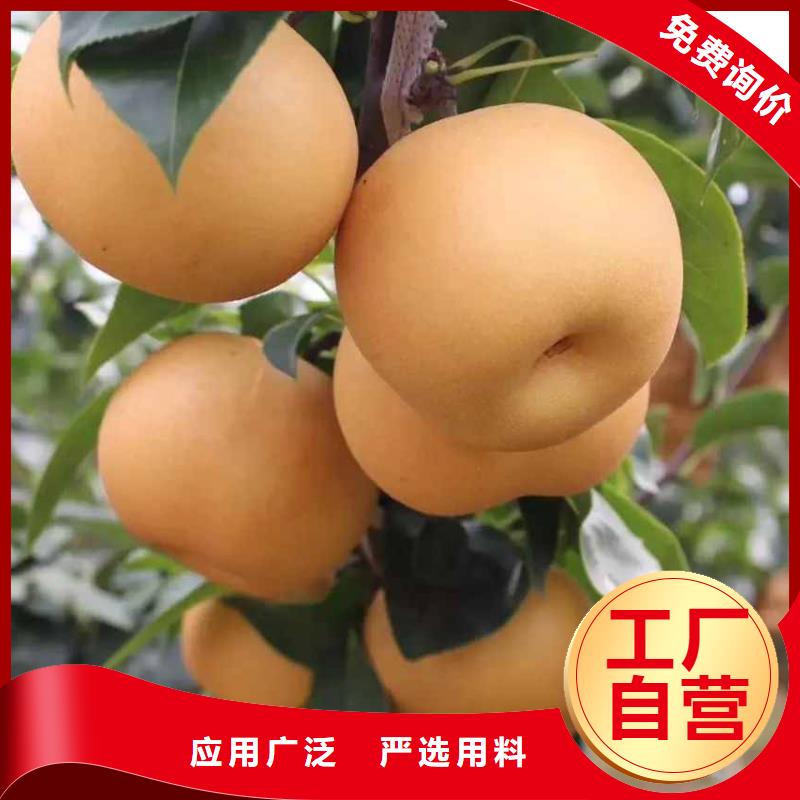锦州秋月梨种植苗一棵多少钱