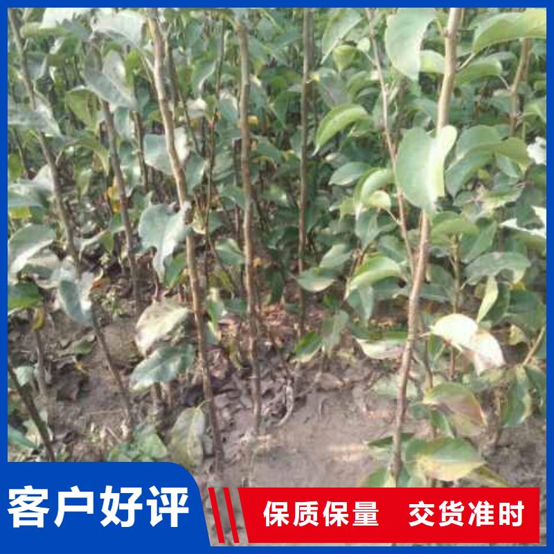 郑州秋月梨种植苗种植时间
