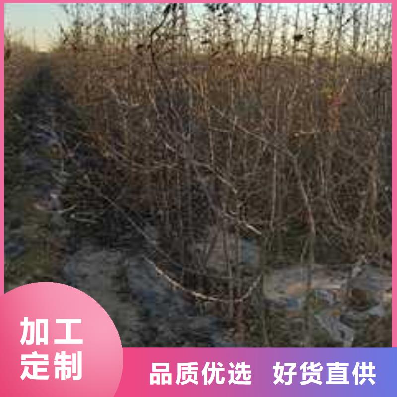 杜梨毛桃苗适用场景