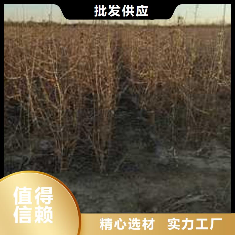 杜梨瑞蟠101桃树苗实力雄厚品质保障