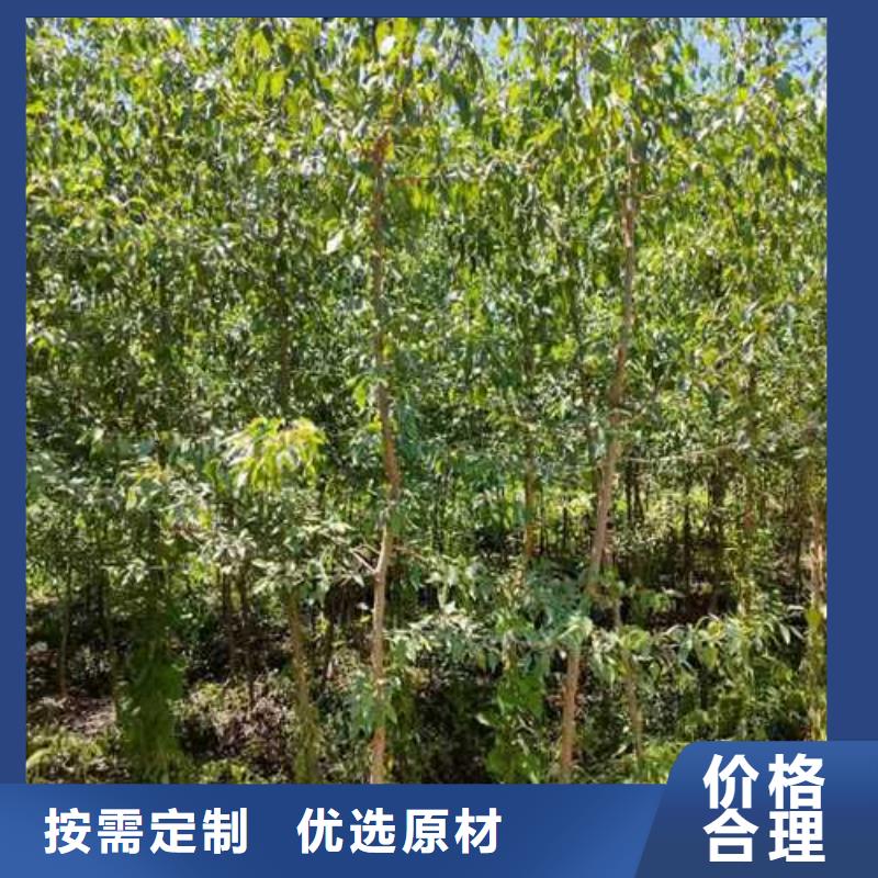 杜梨奥红一号梨苗现货采购