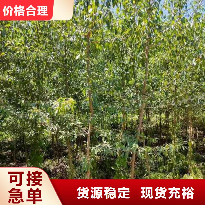 杜梨【梨树苗基地】正规厂家