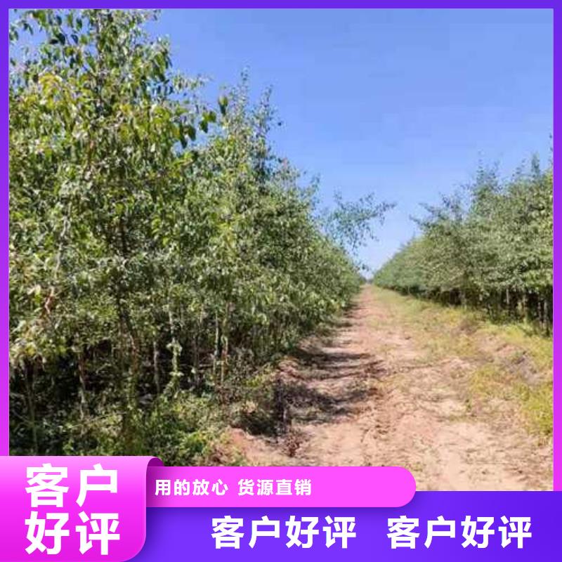 【杜梨】-瑞蟠101桃树苗质检合格发货