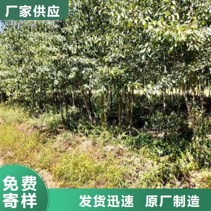杜梨_海棠苗使用方法