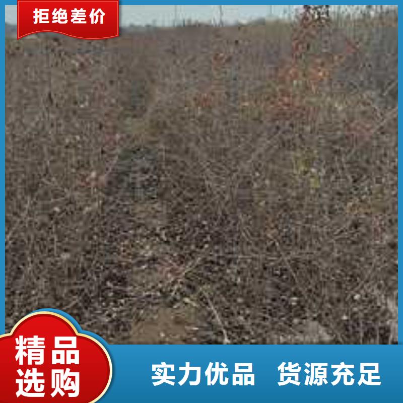 杜梨奥红一号梨苗定金锁价