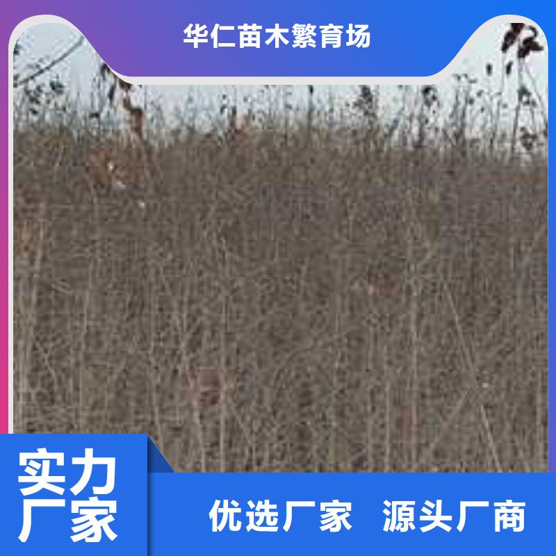 杜梨_山桃苗货真价实