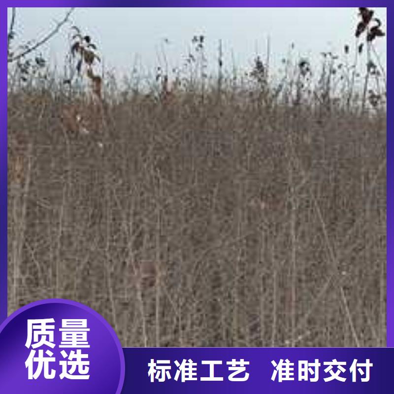 杜梨梨树苗基地实体厂家