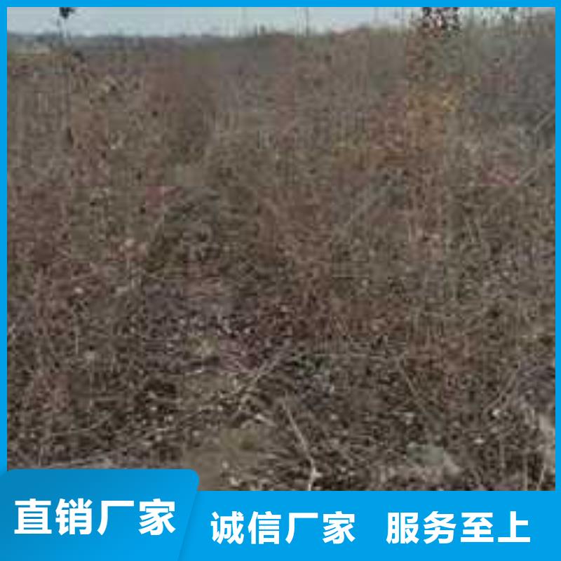 杜梨梨树苗基地随心所欲定制