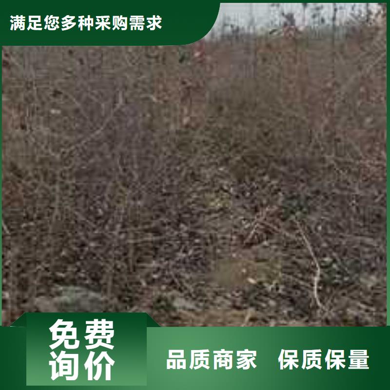 杜梨梨树苗基地实体厂家