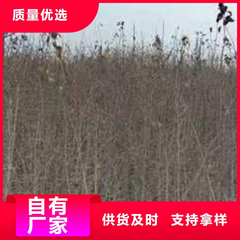 【杜梨,梨树苗基地定制零售批发】