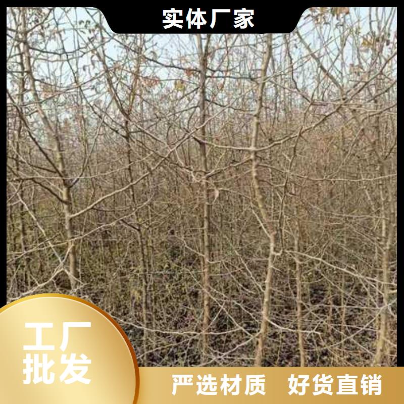 杜梨海棠苗当日价格