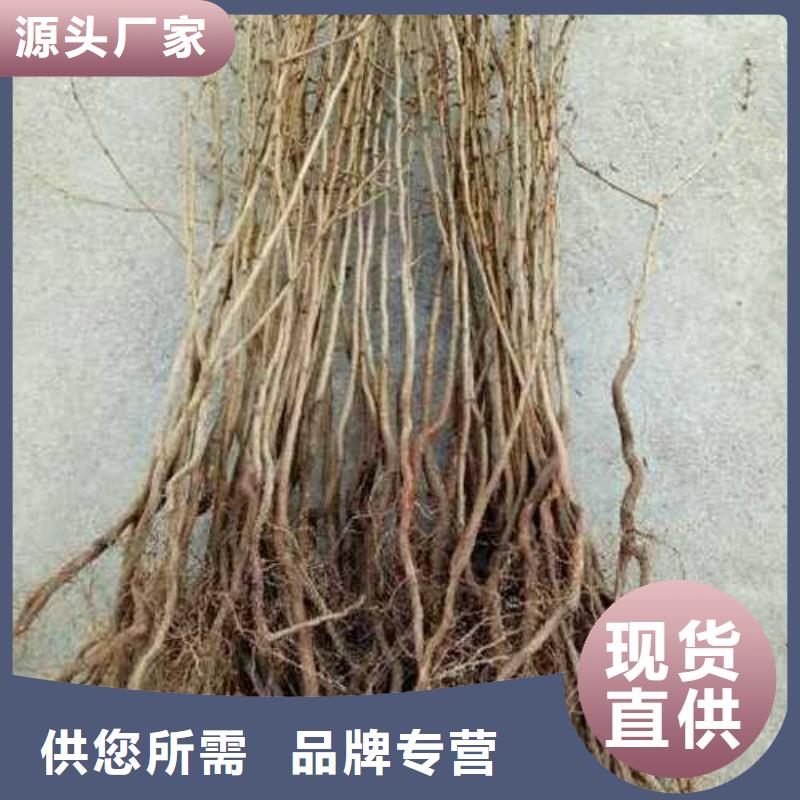 杜梨【皇冠梨树苗】实拍展现
