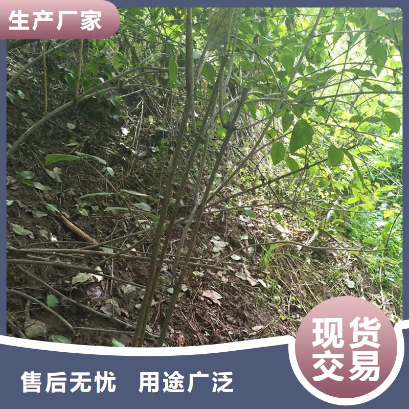 杈杷果苹果苗免费回电