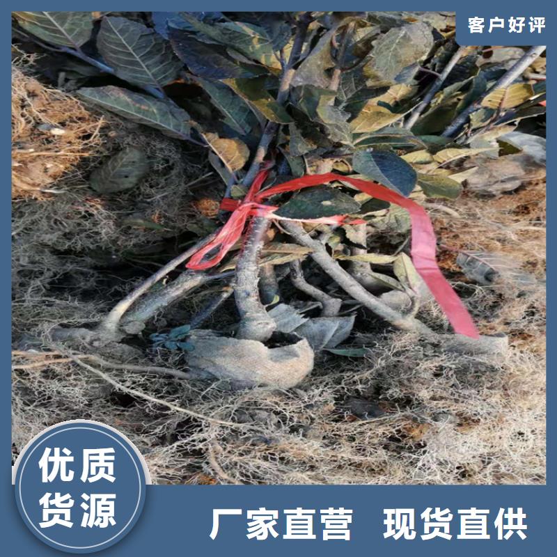 北美冬青_蓝莓苗采购无忧