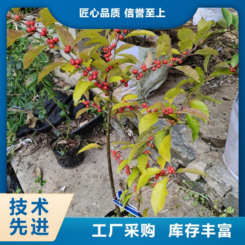 北美冬青_桃树苗买的是放心