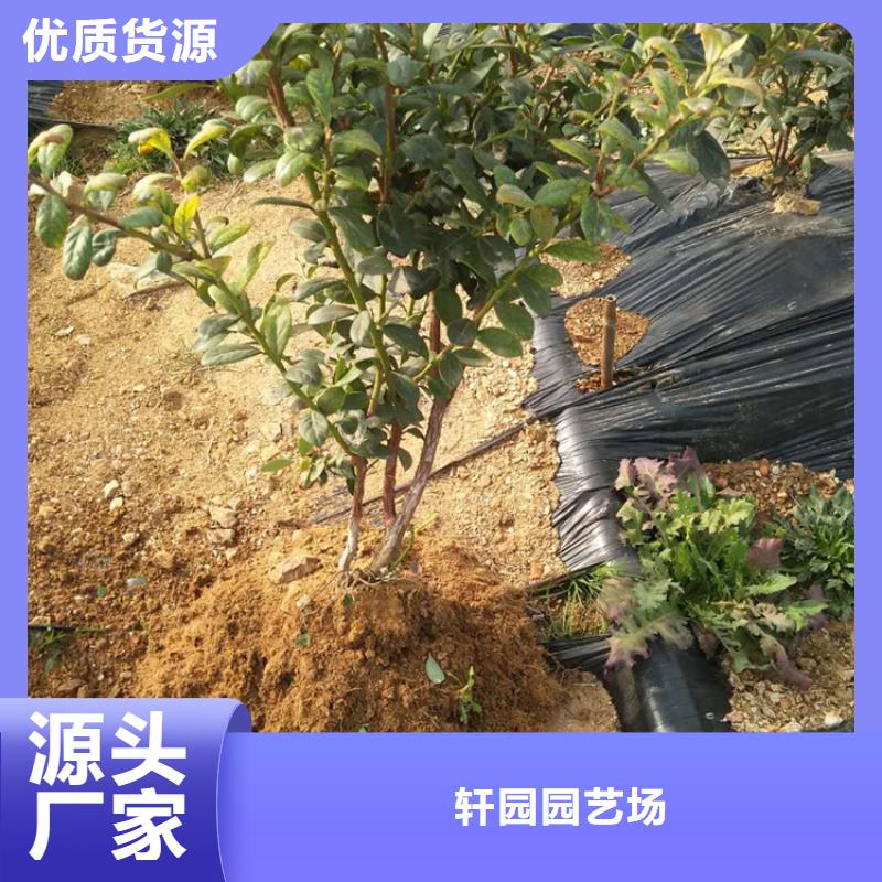 结果蓝莓树全国发货克拉玛依