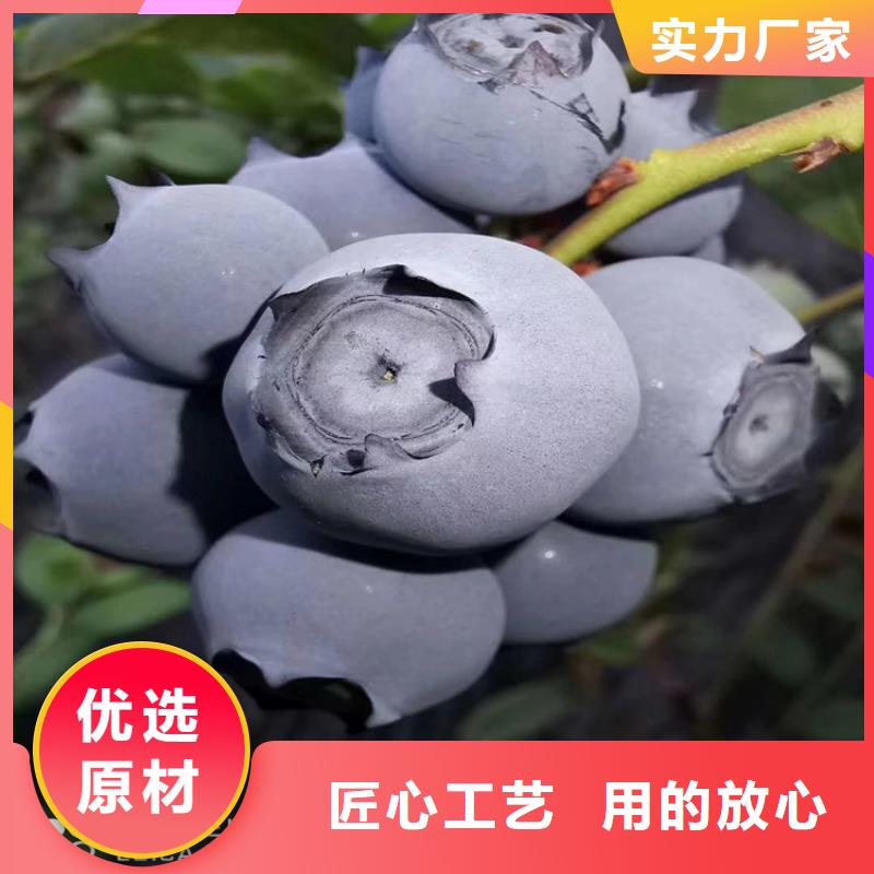 蓝莓苗无花果苗厂家直营