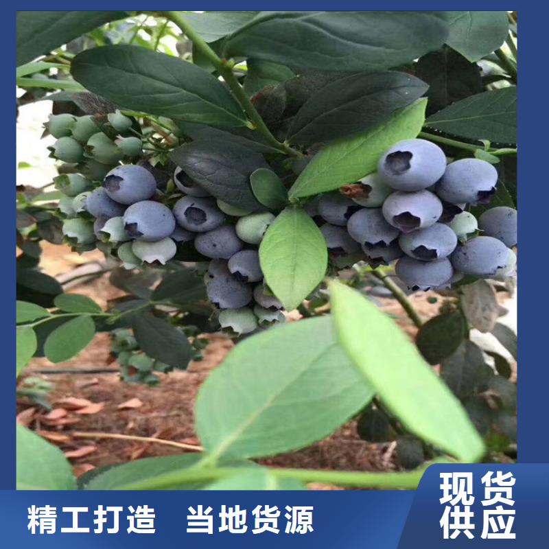 组培蓝莓苗批发价格荆门