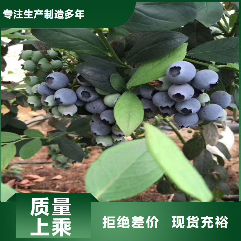 结果蓝莓树量大从优攀枝花