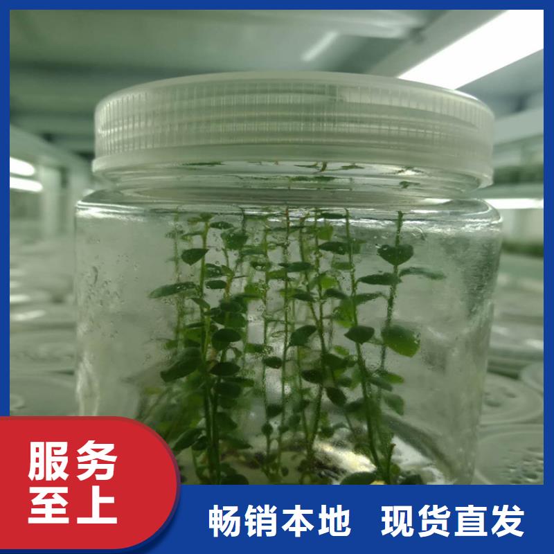 组培蓝莓苗批发价格荆门