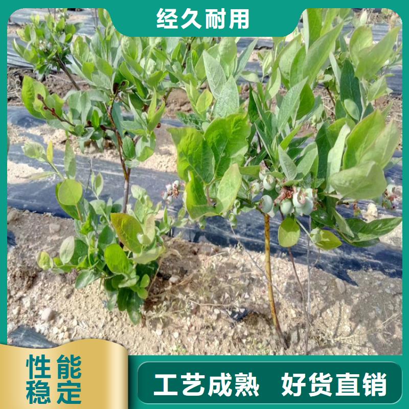 组培蓝莓苗适合种植地区湖北