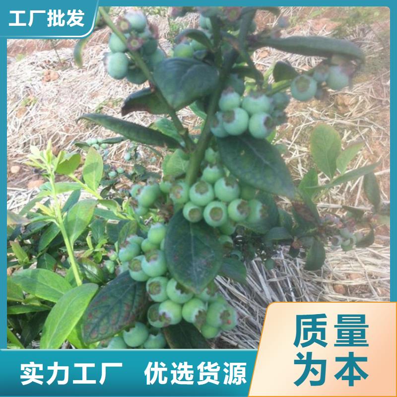 蓝莓苗全国发货荆州