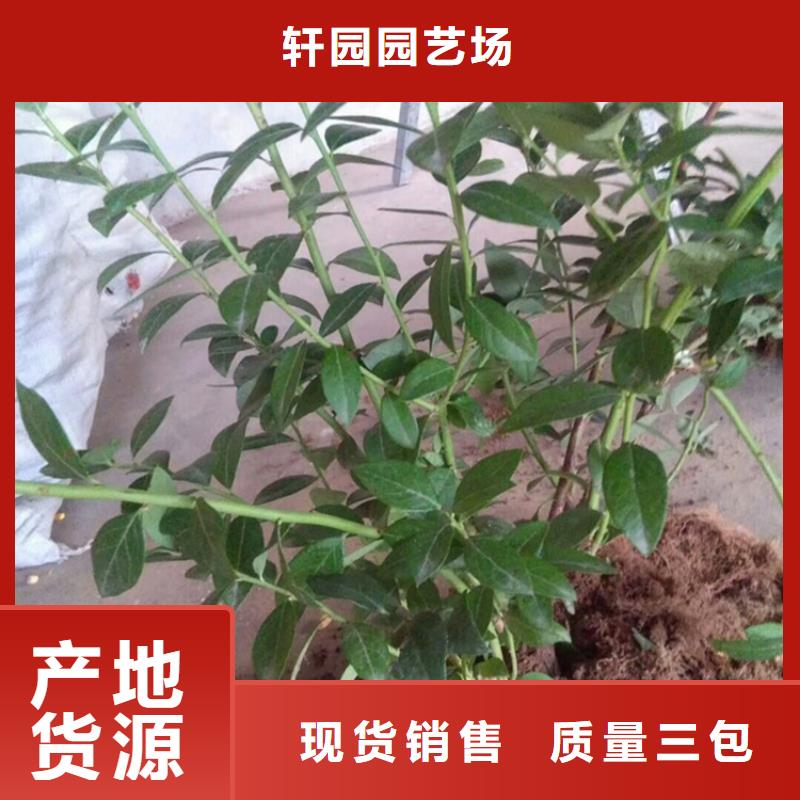 结果蓝莓树规格镇江