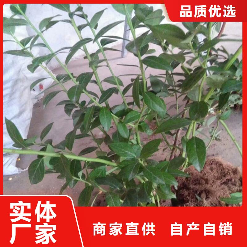 组培蓝莓苗现挖苗现发货荆门